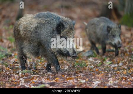 Wildschwein, Sus scrofa Stockfoto