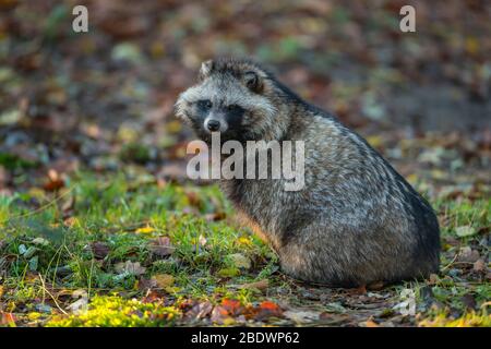 Marderhund Nyctereutes procyonoides, Stockfoto