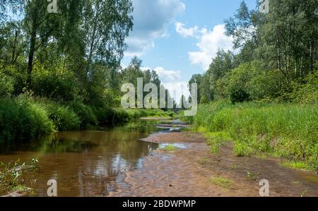Flaches Flussbett eines kleinen Waldflusses in der Mitte Russlands im heißen trockenen Sommer. Stockfoto