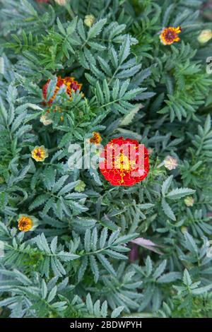 In der Nähe von wunderschönen Blumen Tagetes (Tagetes erecta, Mexikanische, Azteken oder Afrikanische Ringelblume) im Garten. Ringelblume Hintergrund oder sammetblume Karte. Stockfoto