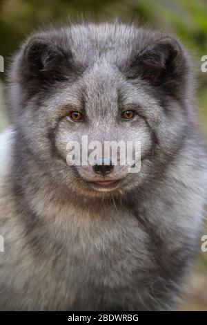 Polar Fox or Arctic Fox, Vulpes lagopus, Alopex lagopus Stockfoto