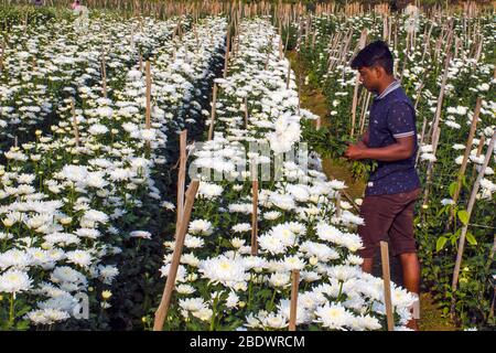 Blumenfarmer bei Weißer Chrysantheme (im Volksmund als chandramallika in Bengalen bekannt) Blumenfelder in Khirai. Stockfoto