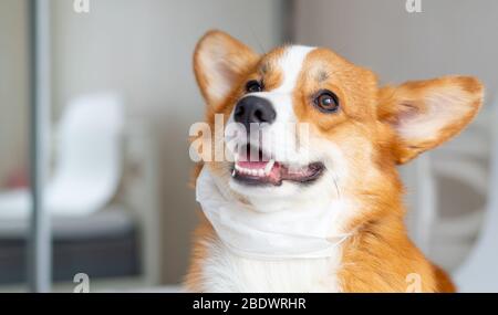 Niedlicher corgi-hund posiert in medizinischer Maske. Konzept heilt Lebensstil, Krankheit und Epidemie Stockfoto