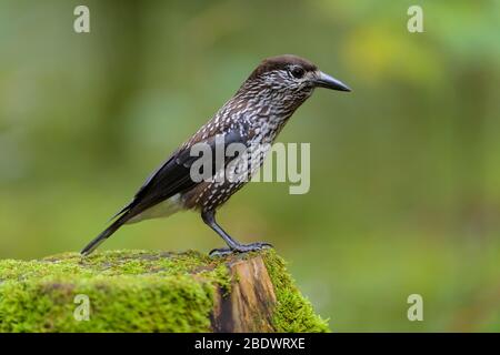 Gefleckte Nussknacker, Nucifraga caryocatactes, im Wald Stockfoto