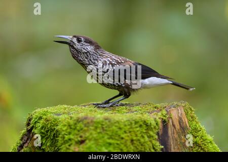 Gefleckte Nussknacker, Nucifraga caryocatactes, im Wald Stockfoto