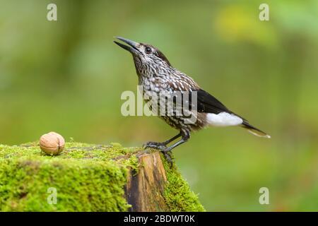 Gefleckte Nussknacker, Nucifraga caryocatactes, im Wald Stockfoto