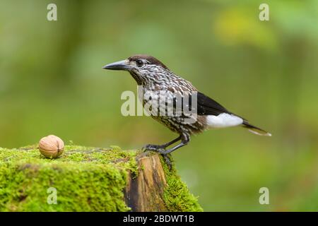 Gefleckte Nussknacker, Nucifraga caryocatactes, im Wald Stockfoto