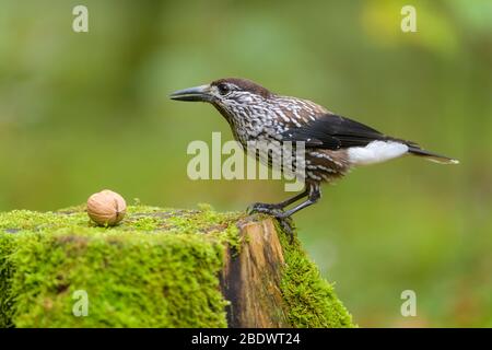 Gefleckte Nussknacker, Nucifraga caryocatactes, im Wald Stockfoto