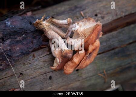 Ernte der essbaren Pilze Armillaria Mellea Honig blätterpilze wie auf einem Baumstumpf in einem Herbst Nadelwald bekannt Stockfoto