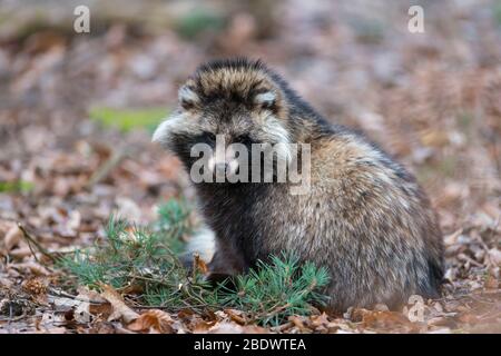 Marderhund Nyctereutes procyonoides, Stockfoto