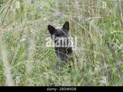 Afrikanische Wildkatze (Felis silvestris libyca oder Felis lybica) im Gras. Diese kleine, schlanke Katze bewohnt im Allgemeinen Waldgebiete, kann aber in gefunden werden Stockfoto