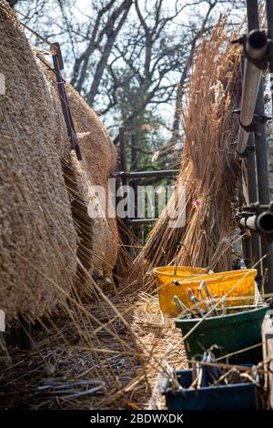 Reetdach, Dach, Reparatur, Bauernhof, Bauindustrie, Arbeiten, Niederlande, Reed - Grass Familie, Dachdecker, Dachdecker, Bau - Aktivität, Stockfoto