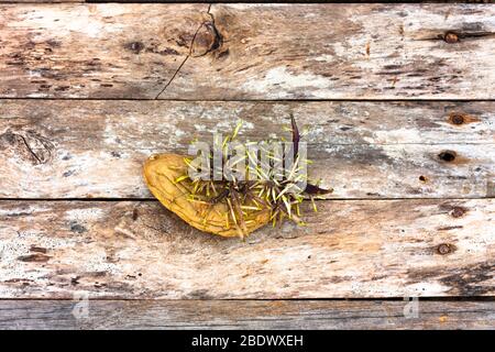 Alte ganze Reihe sprießt Kartoffel auf einem hölzernen rustikalen Hintergrund. Knolle für die Aussaat im Boden vorbereitet. Kopierbereich. Stockfoto