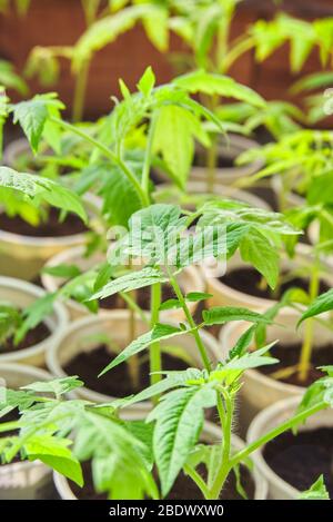 Sämlinge von jungen Tomaten in Kunststofftöpfen. Haushalt Stockfoto
