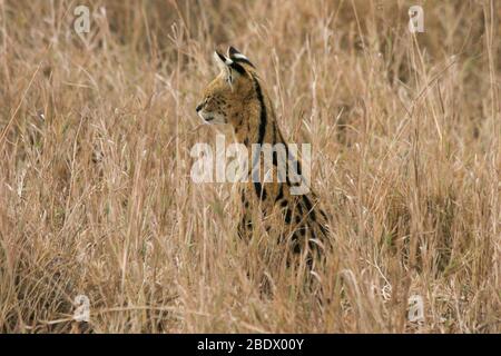 Serval (Leptailurus serval) im Gras ist Serval eine mittelgroße afrikanische Wildkatze. Fotografiert im Serengeti Nationalpark, Tansania Stockfoto