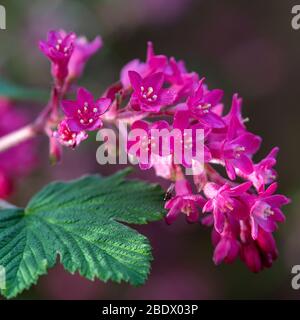 Schöne Pinky rote Blüte Johannisbeere Blumen König Edward VII. im Frühjahr blühen in einem Garten in Alsager Cheshire England Vereinigtes Königreich Großbritannien Stockfoto