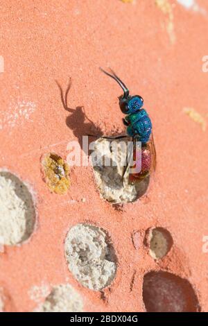 Gemeine Goldwespe, Feuer-Goldwespe, Feuergoldwespe, Gold-Wespe, an einer Wildbienen-Nisthilfe, Chrysis ignita Gruppe, Artengruppe, mögliche Weise Chr. Stockfoto