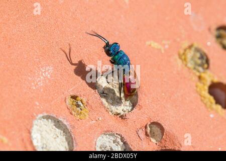 Gemeine Goldwespe, Feuer-Goldwespe, Feuergoldwespe, Gold-Wespe, an einer Wildbienen-Nisthilfe, Chrysis ignita Gruppe, Artengruppe, mögliche Weise Chr. Stockfoto