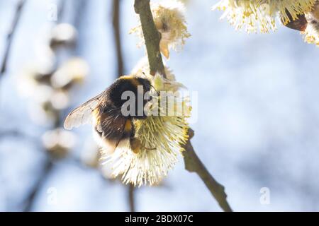 Erdhummel, Erd-Hummel, Weibchen, Blütenbesuch an Salweide, Sal-Weide, Salix caprea, mit Pollenhöschen, Bombus spec., Bombus, Hummel Stockfoto