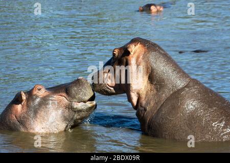 Zwei Nilpferde spielen in einem Fluss im Serengeti Nationalpark ist eine Region von Wiesen und Wäldern in der Vereinigten Republik Tansania Stockfoto