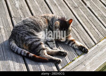 Nahaufnahme der Tabbykatze auf dem Deck, Ariege, Französische Pyrenäen, Frankreich Stockfoto