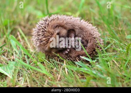 Ein niedlicher Igel, der sich in einem Ball zusammenrollt und im Sommer auf dem grünen Gras auf seiner Seite liegt.Lustiges Gesicht und niedliche Pfoten Stockfoto