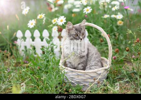 Eine graue Katze sitzt in einem Weidenkorb auf einem Hintergrund eines Blumenbeet mit Gänseblümchen in einem Sommergarten. Stockfoto
