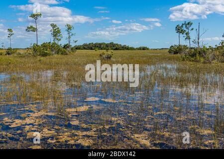 Typischer Blick auf den Sumpf des Everglades National Park mit Grünland und Bäumen Stockfoto