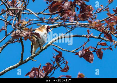 Ashford, Kent, Großbritannien. April 2020. UK Wetter: Heller und sonniger Tag für den Beginn der Osterfeiertage. Ein europäischer Goldfink versteckt sich unter dem Laub eines Baumes. © Paul Lawrenson 2020, Foto: Paul Lawrenson/ Alamy Live News Stockfoto