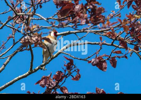 Ashford, Kent, Großbritannien. April 2020. UK Wetter: Heller und sonniger Tag für den Beginn der Osterfeiertage. Ein europäischer Goldfink versteckt sich unter dem Laub eines Baumes. © Paul Lawrenson 2020, Foto: Paul Lawrenson/ Alamy Live News Stockfoto