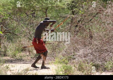 Hadza (Hadzabe) Mann, der während einer Jagdexpedition einen Pfeil auf einen Vogel abzielt. Hatzabe ist ein kleiner Stamm von Jägern Sammler in Ostafrika. Fotografiert Stockfoto