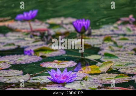 Blüht in einem See im Central Park, New York Stockfoto