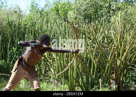 Hadza (Hadzabe) Mann, der während einer Jagdexpedition einen Pfeil auf einen Vogel abzielt. Hatzabe ist ein kleiner Stamm von Jägern Sammler in Ostafrika. Fotografiert Stockfoto