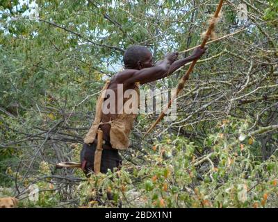 Hadza (Hadzabe) Mann, der während einer Jagdexpedition einen Pfeil auf einen Vogel abzielt. Hatzabe ist ein kleiner Stamm von Jägern Sammler in Ostafrika. Fotografiert Stockfoto