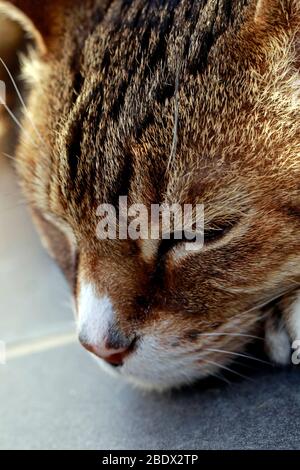 Katze auf Schieferfliesen auf der Terrasse liegend. Stockfoto
