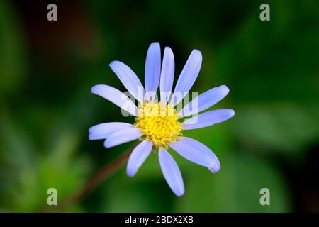 Blaue Gänseblümchen (Felicia aethiopica). Stockfoto