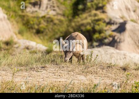 Big Horn Schafe in den Badlands von South Dakota Stockfoto