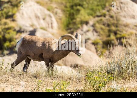 Big Horn Schafe in den Badlands von South Dakota Stockfoto