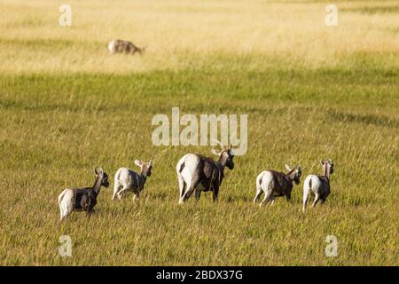 Bighorn Schafe in EINEM Grassland Stockfoto