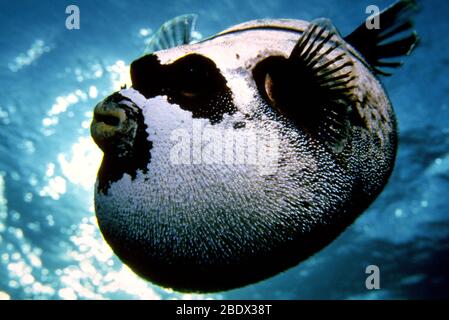 Kugelfische Stockfoto