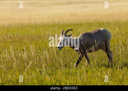 Bighorn Schafe in EINEM Grassland Stockfoto