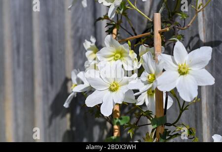 Clematis Avalanche cartmanii in Brighton Garten mit sonnigen Aspekt Stockfoto