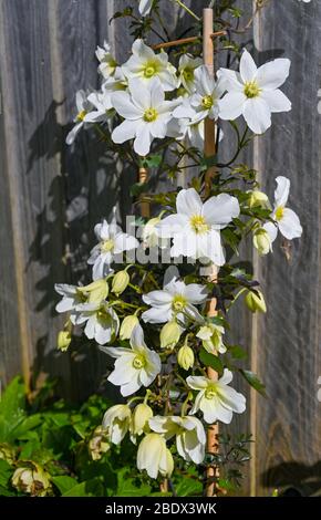 Clematis Avalanche cartmanii in Brighton Garten mit sonnigen Aspekt Stockfoto