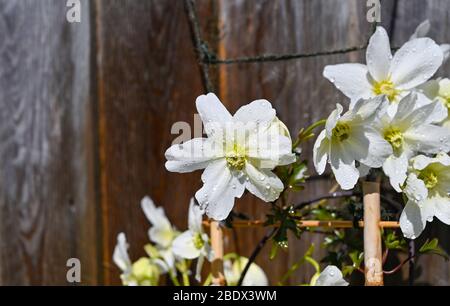 Clematis Avalanche cartmanii in Brighton Garten mit sonnigen Aspekt Stockfoto