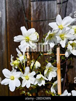 Clematis Avalanche cartmanii in Brighton Garten mit sonnigen Aspekt Stockfoto