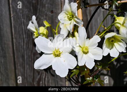 Clematis Avalanche cartmanii in Brighton Garten mit sonnigen Aspekt Stockfoto