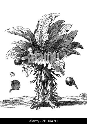 Alraune, Mandragora officinarum Stockfoto