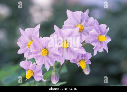 Kartoffel-Blumen Stockfoto