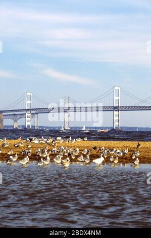 Chesapeake Bay Stockfoto