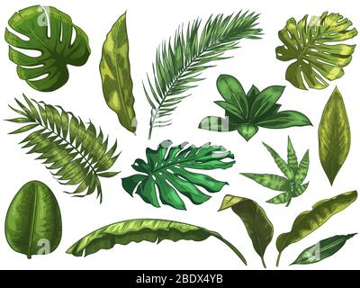 Grüne tropische Blätter. Hand gezeichnet Regenwald Natur Blatt, Farbe skizziert Monstera Blätter Vektor-Illustration Set Stock Vektor